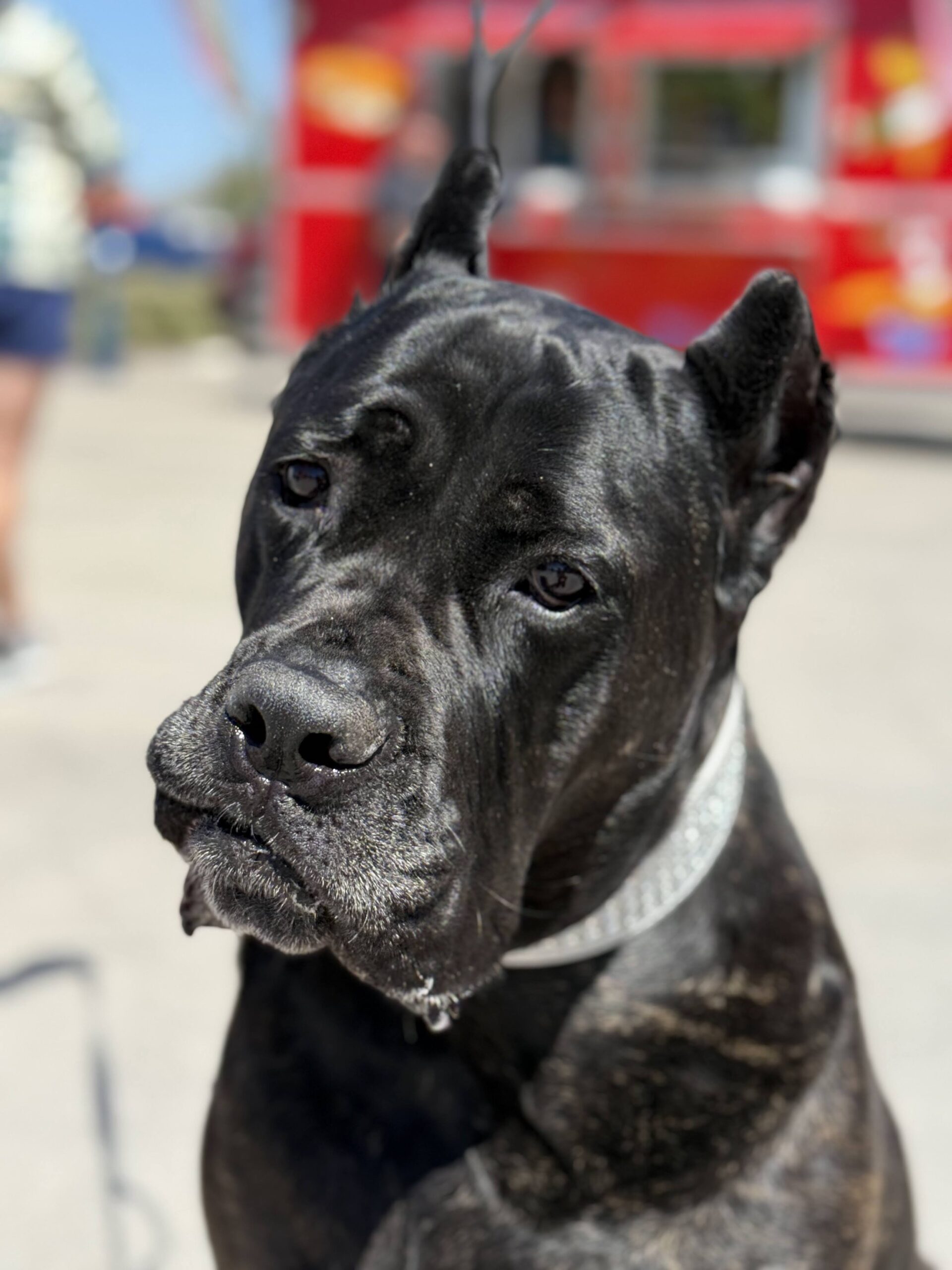 Grilled Cheese Festival